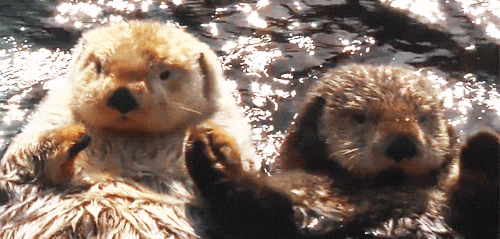 Two sea otters holding hands while floating.